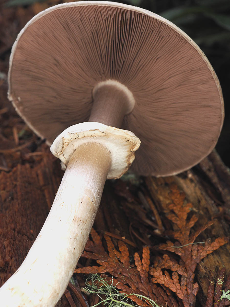 Agaricus hondensis (Felt-ringed Agaricus)