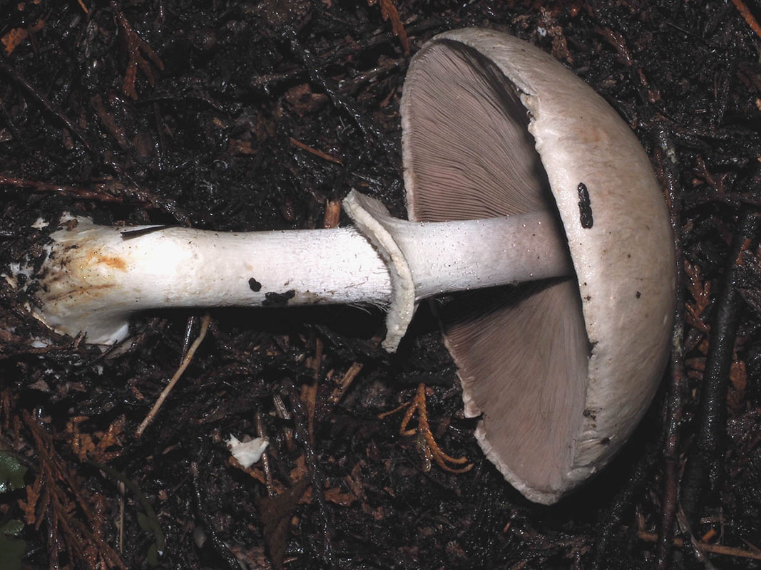 Agaricus silvicola (Forest agaric) 