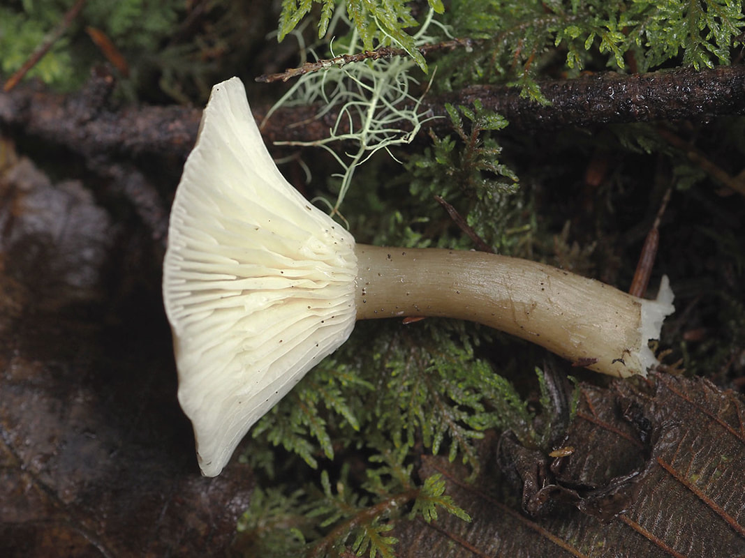 Ampulloclitocybe clavipes (Club-footed Clitocybe)