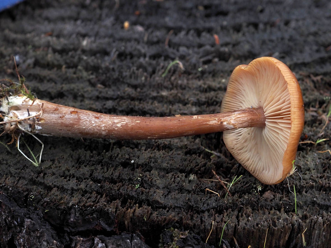 Armillaria sinapina  (Honey mushroom)