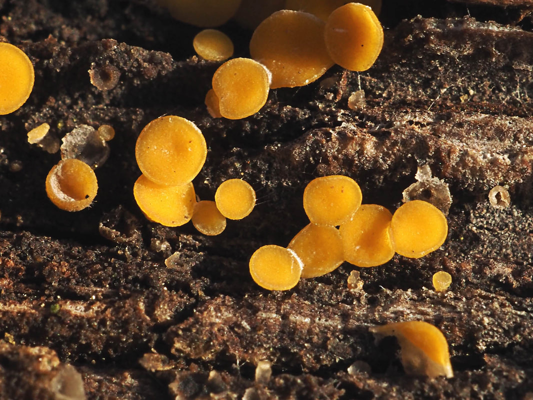 Bisporella citrina (Minute lemon cup) 