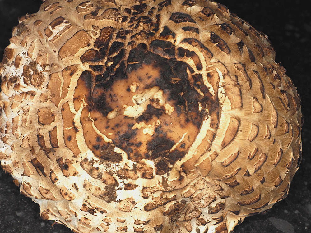Chlorophyllum brunneum (Shaggy Parasol) 