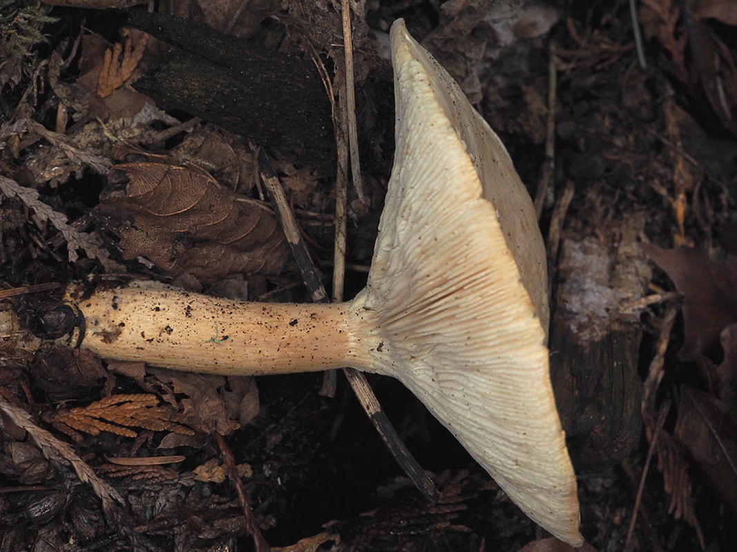 Infundibulicybe geotropa