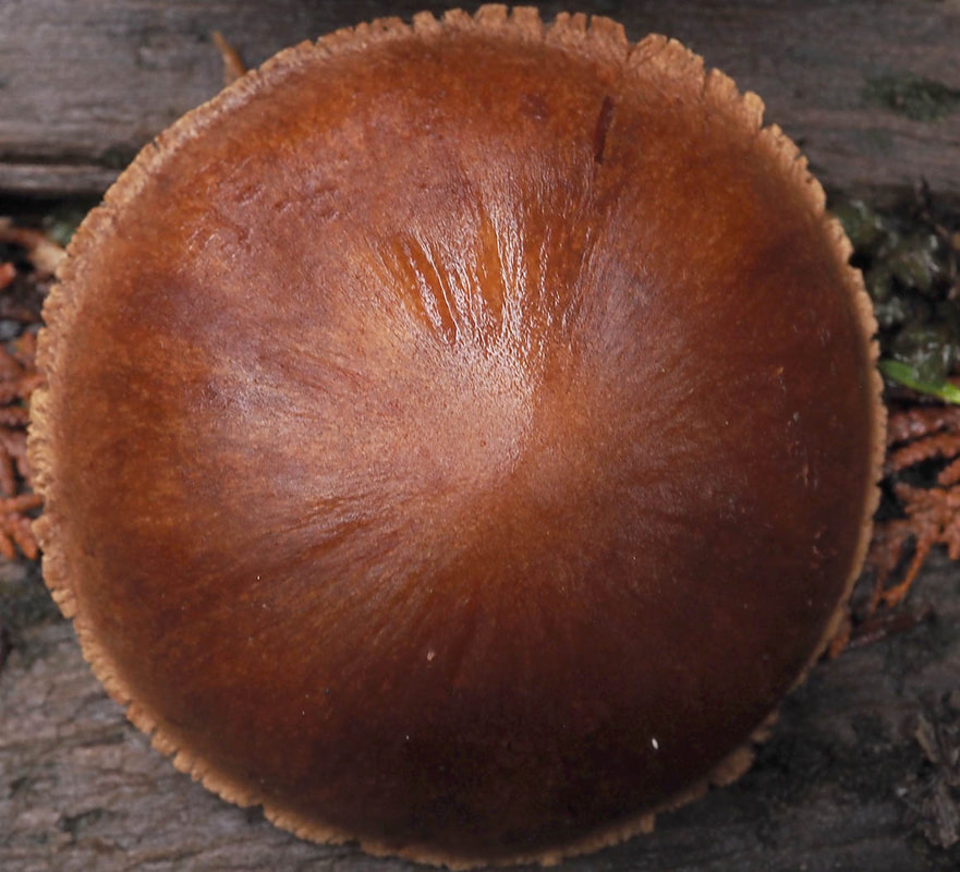 Cortinarius brunneus