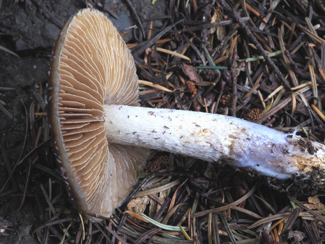 Cortinarius vanduzerensis (Pointed Cortinarius)