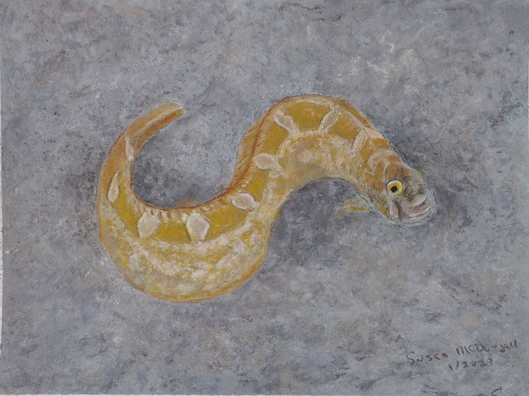 Crescent Gunnel (Pholis laeta)