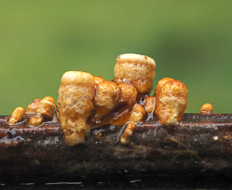 Crucibulum laeve (Common bird's nest fungus) 
