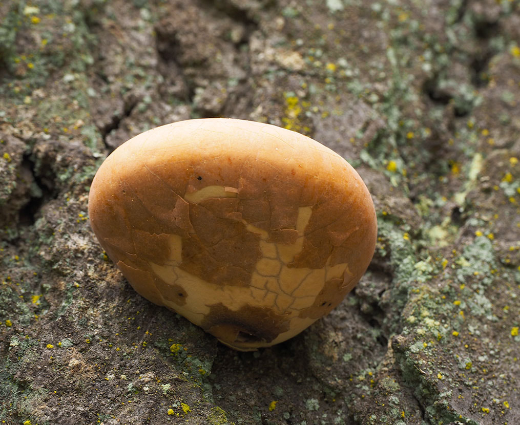 Cryptoporus volvatus (Cryptic globe fungus)