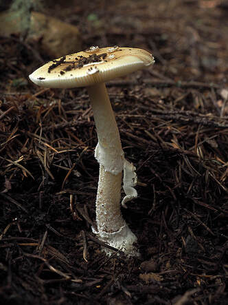 Amanita pantherina (Panther cap)