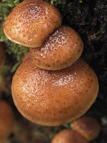 Armillaria solidipes (Dark honey fungus)