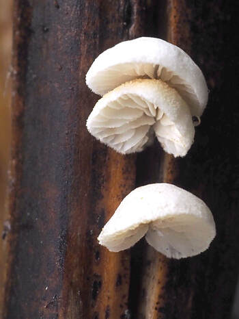 Cheimonophyllum candidissimum (White oysterette)