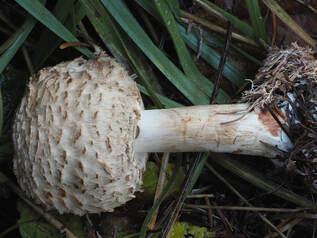 Chlorophyllum olivieri 