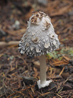 Coprinus comatus (Shaggy inkcap)