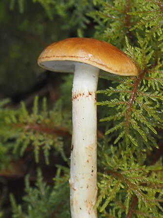 Cortinarius multiformis