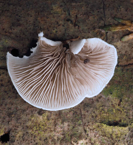 Crepidotus applanatus 