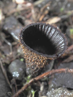 Cyathus striatus (Fluted bird's nest) 