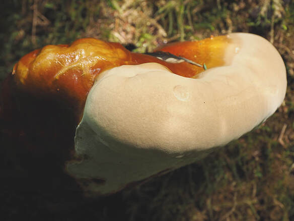 Ganoderma oregonense (Western varnished conk)