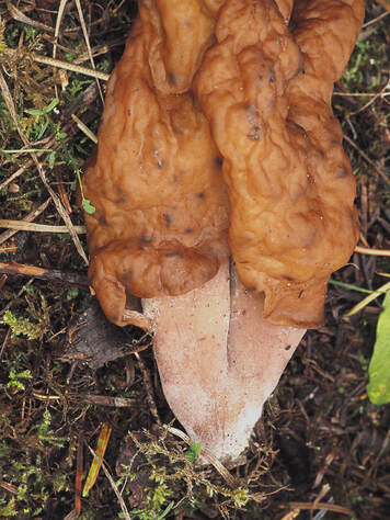 Gyromitra ambigua - Robin Hill Park