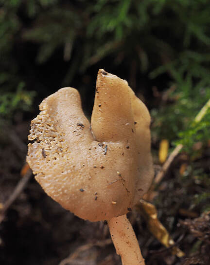Helvella elastica (Elastic saddle fungus)