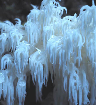 Hiericium abietis (Bear's-Head)