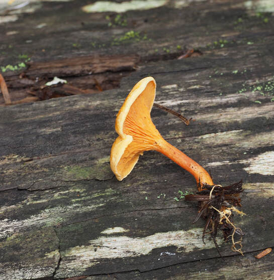 Hygrophoropsis pallida