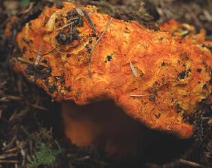 Hypomyces lactifluorum