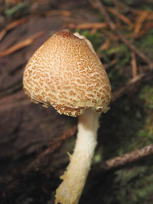 Lepiota magnispora (Yellowfoot dapperling) 