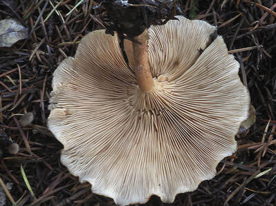 Lepista flavida (Tawny funnel) 