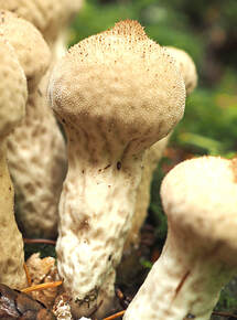Morganella pyriformis (Warted puff-ball)