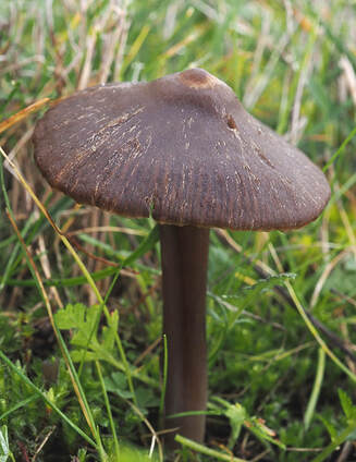 Nolanea sericea (Silky Nolanea) 