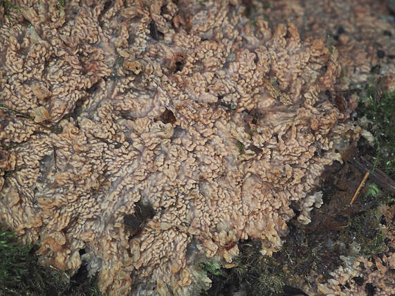 Phlebia livida