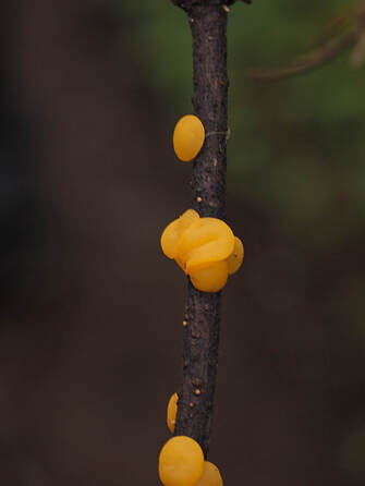 Pithya vulgaris