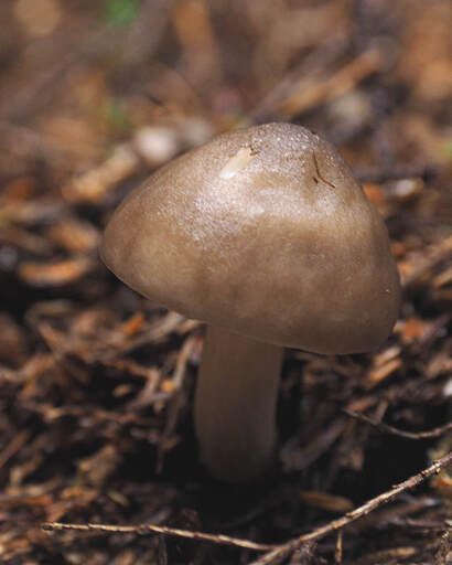 Pluteus cervinus (Deer mushroom)