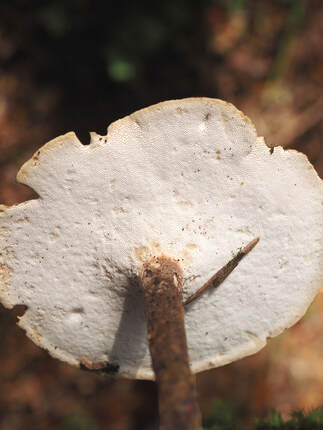 Polyporus badius (Blackleg)