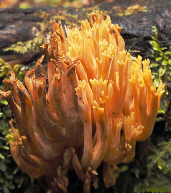 Ramaria cyaneigranosa var. elongata (Pink pencils)