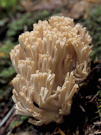 Ramaria formosa (Yellow-tipped coral) 