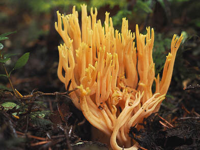 Ramaria sandaricina var. emuosa (Sweet orange clump)