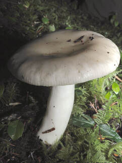 Russula fragilis (Fragile brittlegill) 