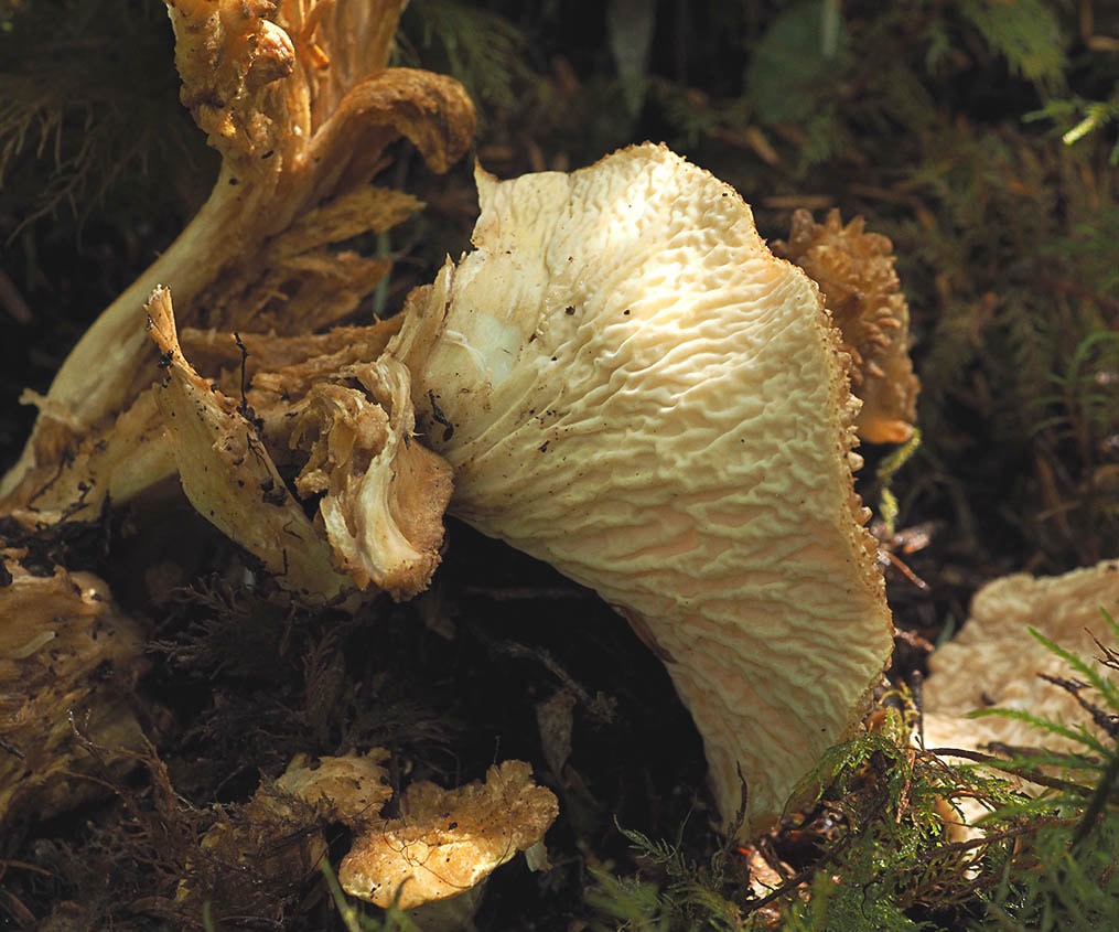 Gomphus floccosus (Woolly chanterelle)