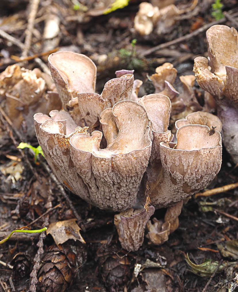 Gomphus clavatus (Pig's-ear)