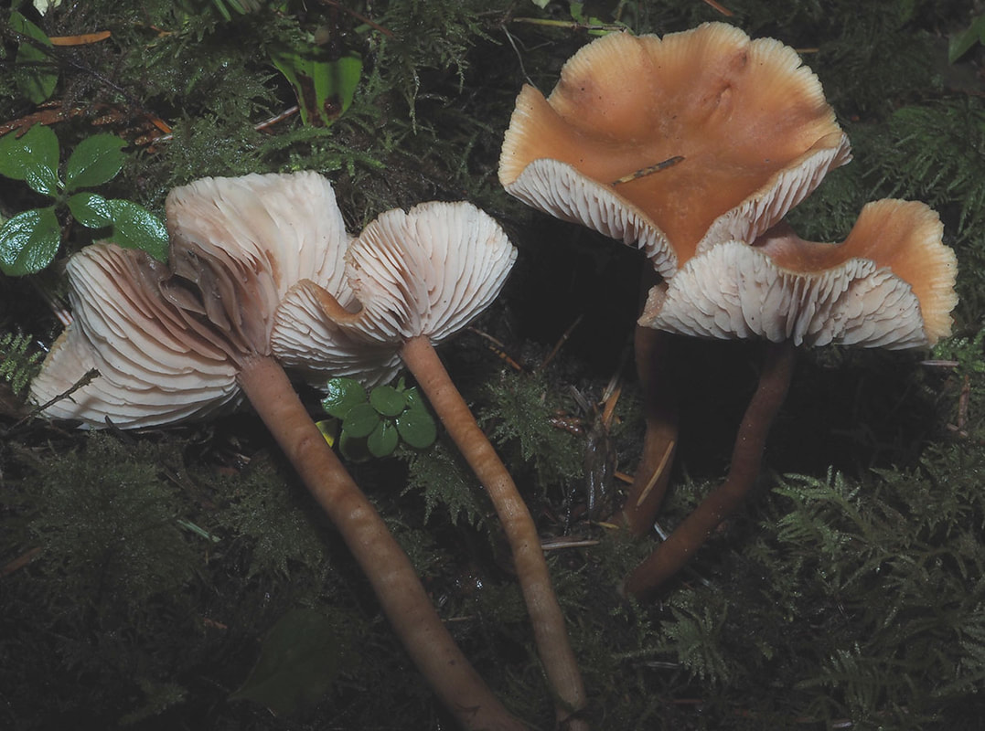 Gymnopus dryophilus (Common Collybia)