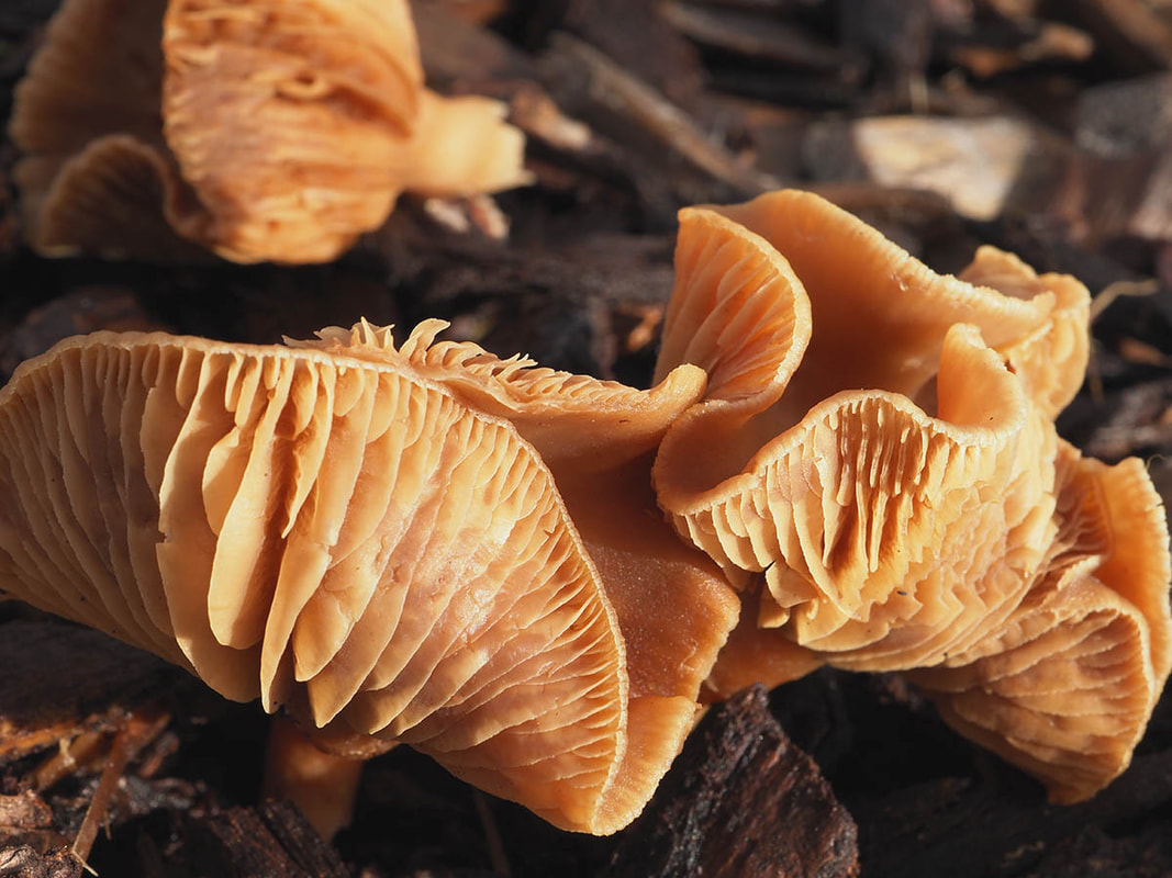 Gymnopus luxurians