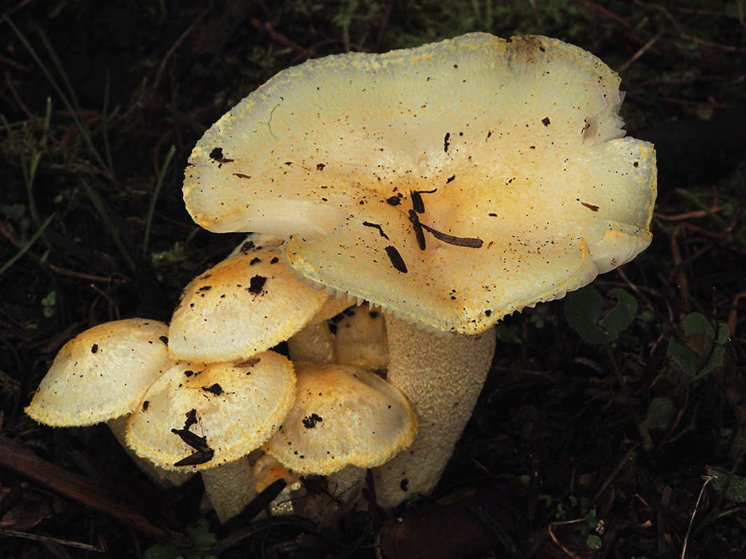 Hygrophorus chrysodon (Golden wax-cap)