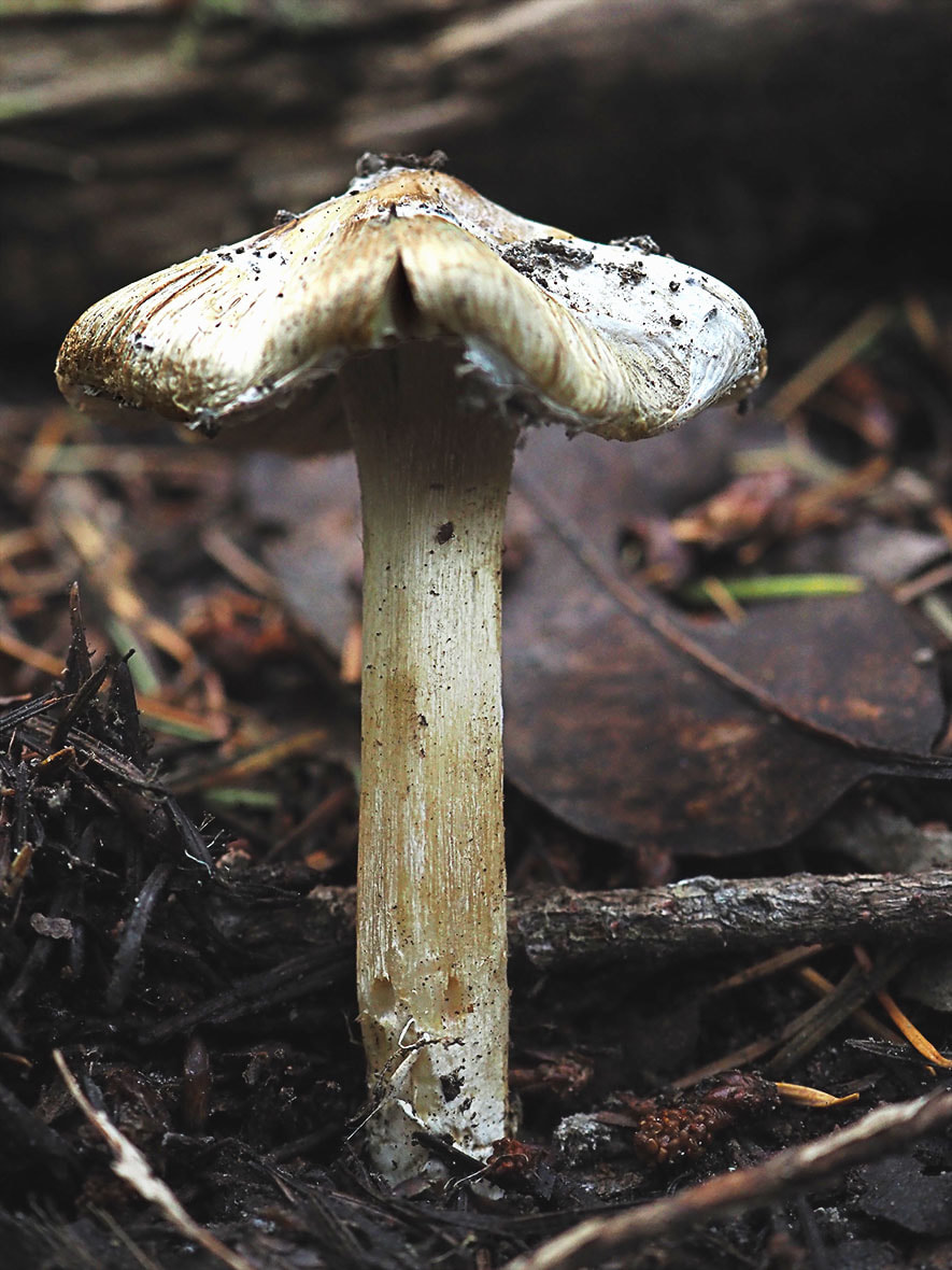 Inocybe rimosa (Straw-colored fibre-head)