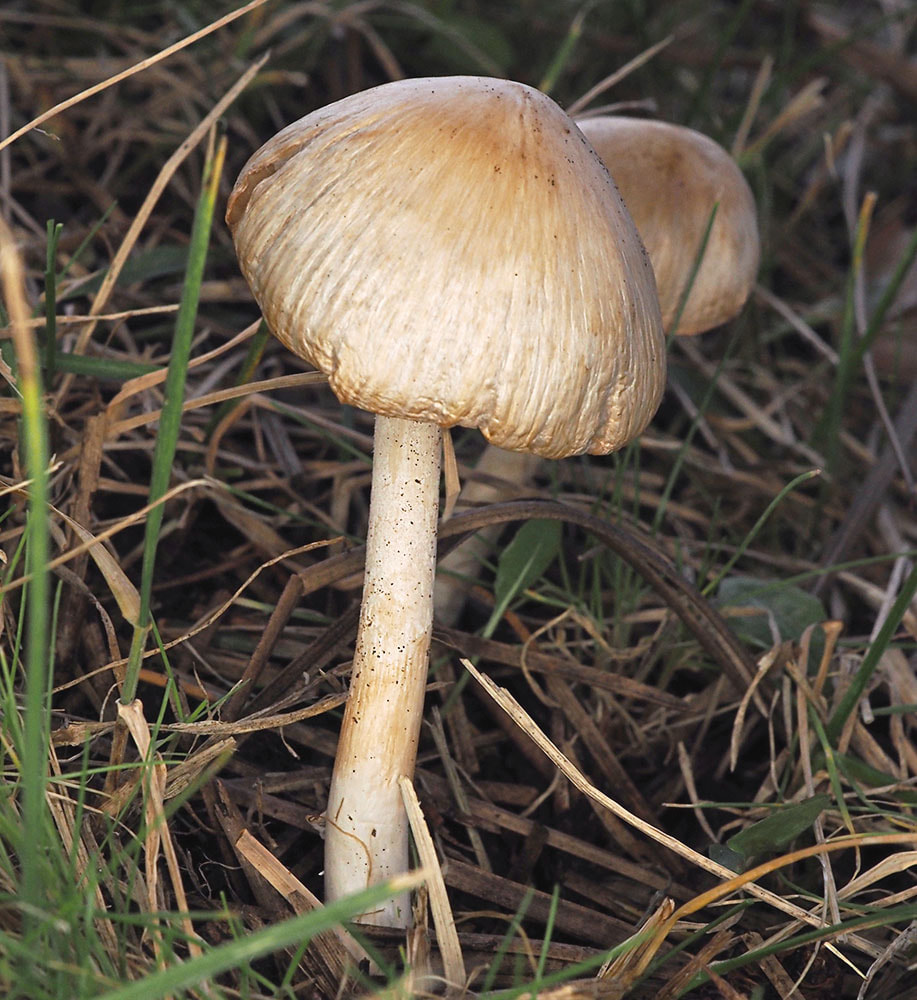 Inocybe pudica (Blushing Inocybe)
