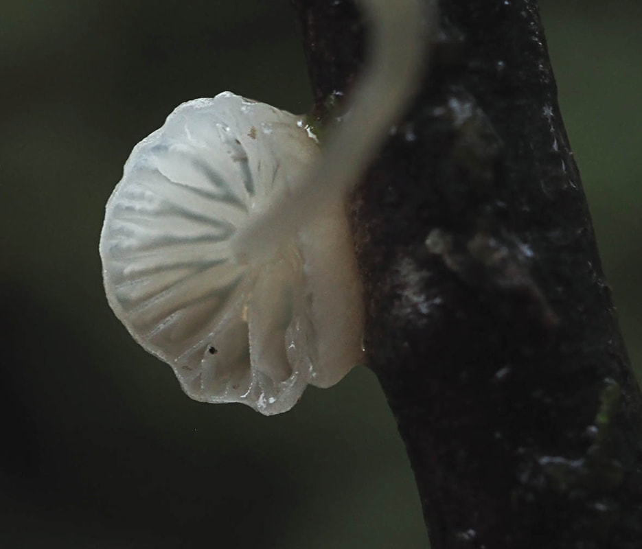 Marasmiellus candidus (White marasmellus)