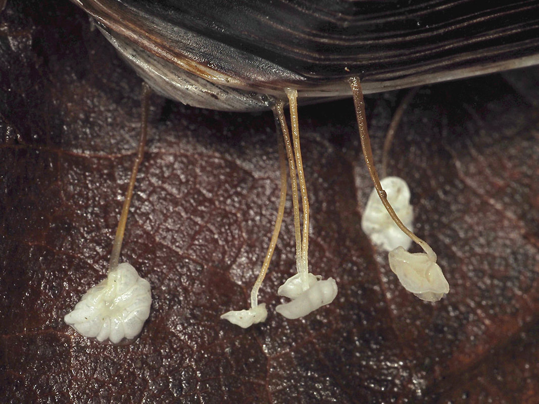 Marasmius epiphyllus (Leaf parachute)