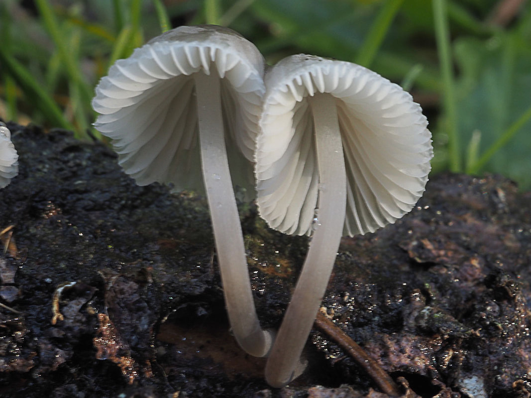 Mycena stylobates (Bulbous mycena) 