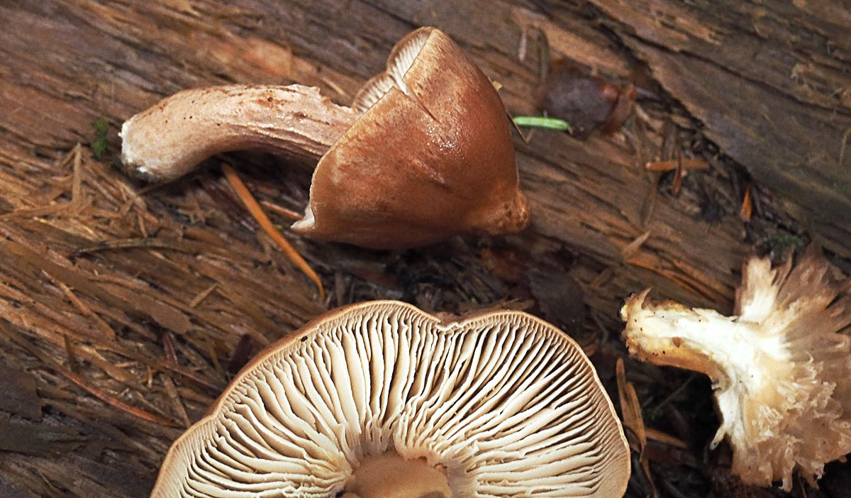 Neolentinus adhaerens