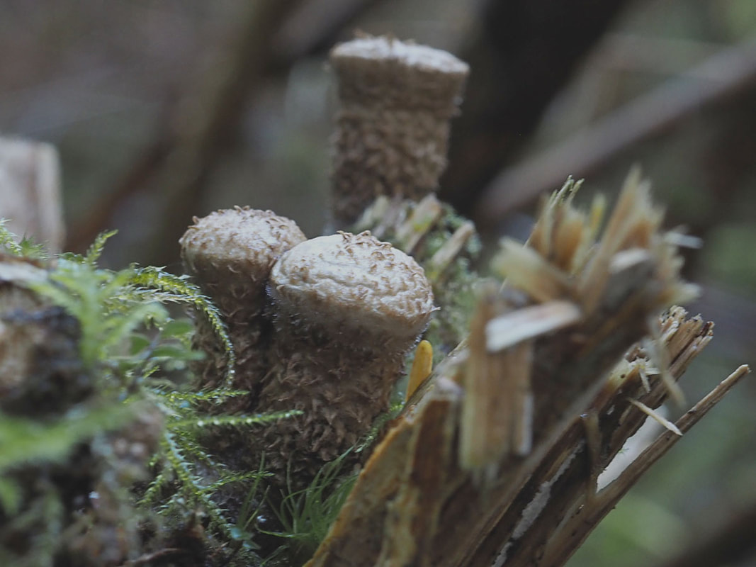 Nidula candida (Jellied bird's nest fungus)